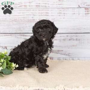 Abigail, Miniature Poodle Mix Puppy